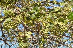 Sapindus emarginatus